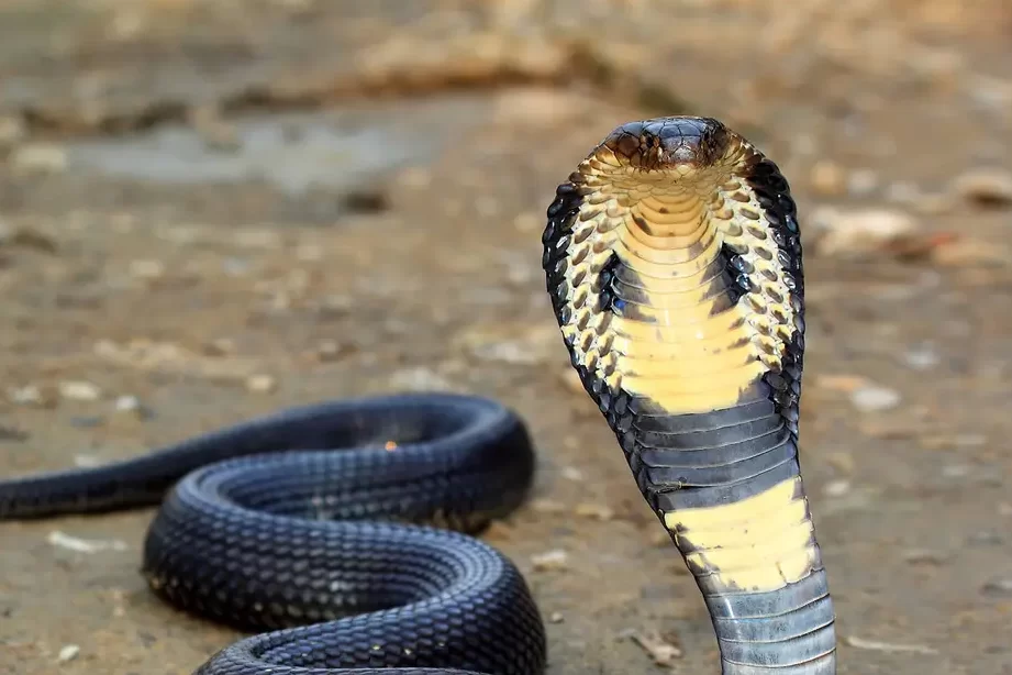 Todo sobre la cobra real: hábitat, veneno, caza, dieta