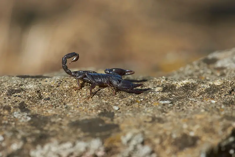 7 animales peligrosos en Marruecos: la vida salvaje más letal