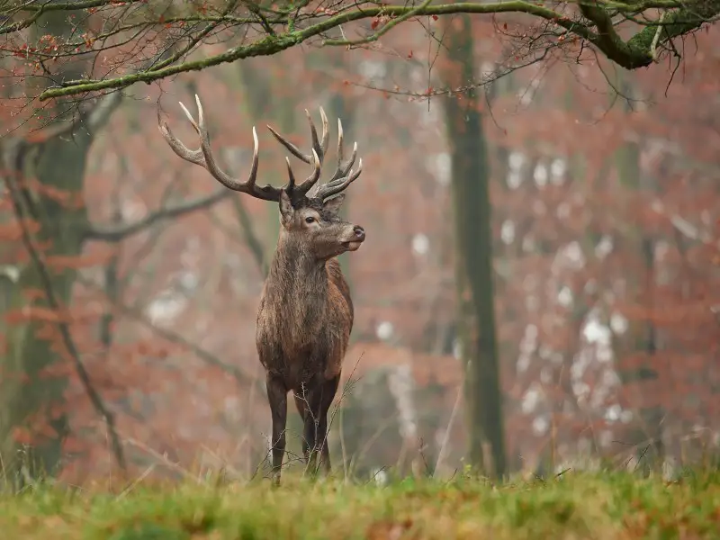 7 animales peligrosos en Suiza que los viajeros deben evitar