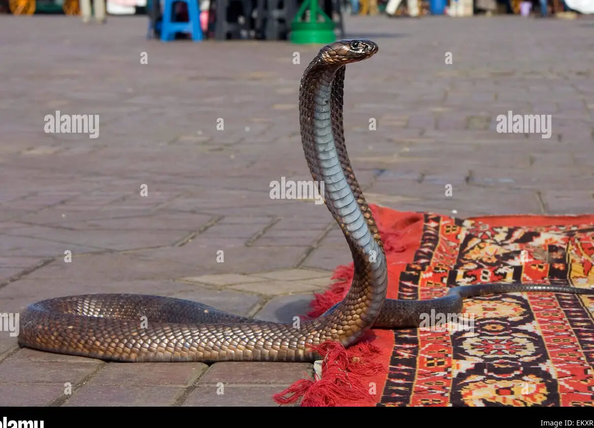 Animales peligrosos de Marruecos en alta resolución - fotografías e imágenes ...