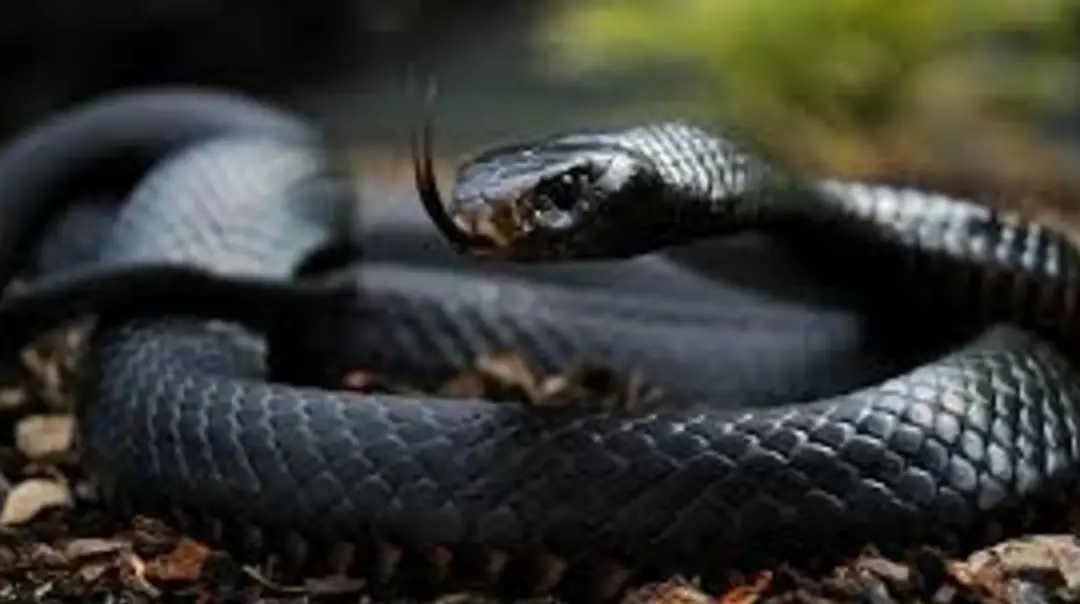 Serpientes venenosas de Singapur, arañas venenosas y otras especies mortales...