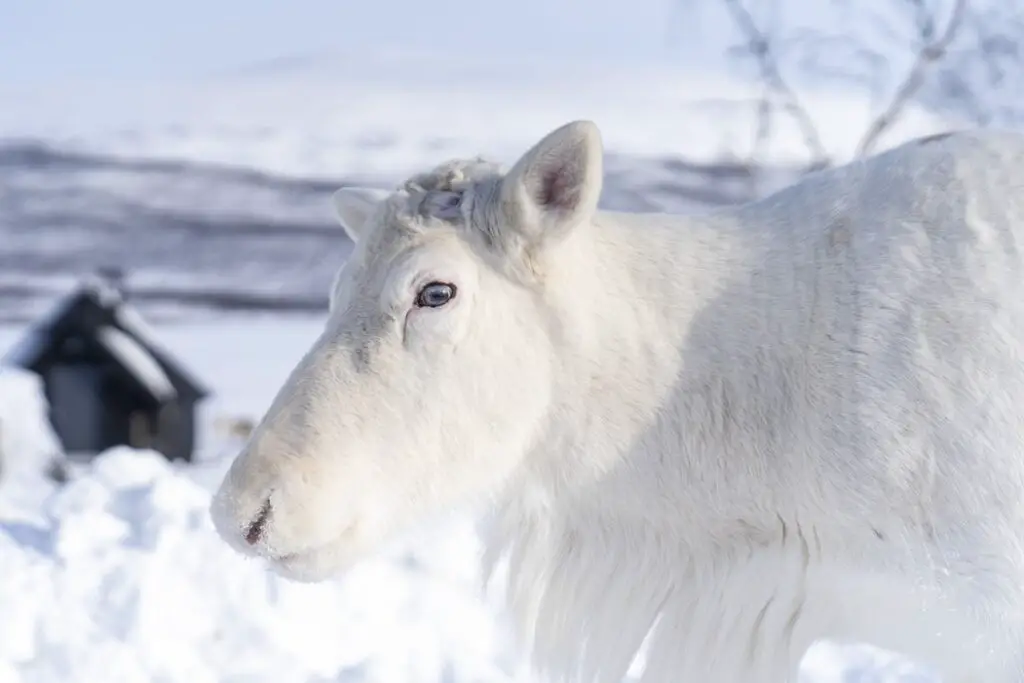 7 cosas divertidas para hacer en Karasjok, Noruega