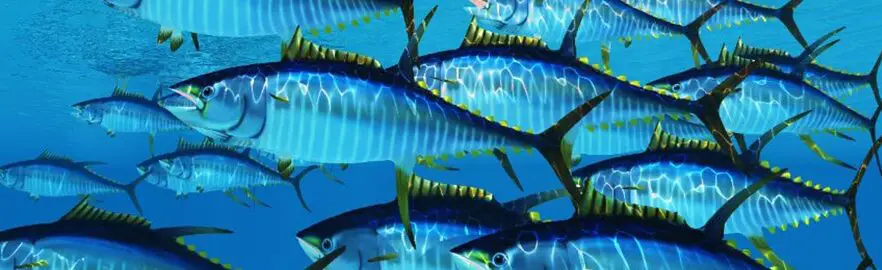 Vida silvestre de Maldivas: animales comunes que puedes ver