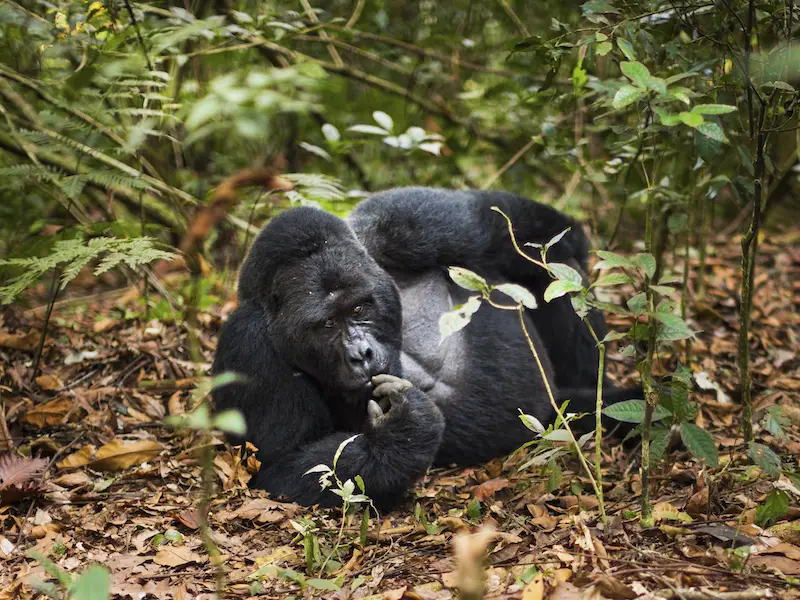 8 mejores lugares de África para ver gorilas en libertad