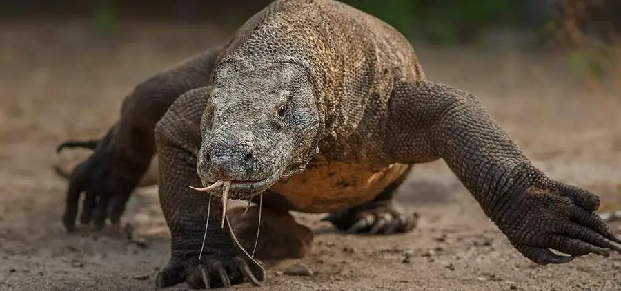 Los 10 animales más mortíferos en 2024: las criaturas más peligrosas del mundo