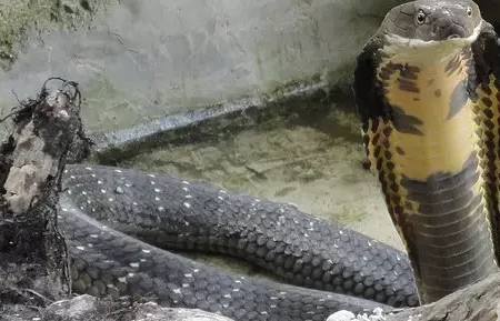Fotos de serpientes venenosas de Tailandia |