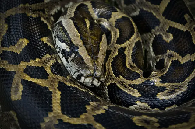Animales Peligrosos en Colombia: 7 Criaturas Más Mortíferas