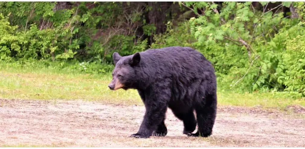 Animales peligrosos en Vermont: mire a su alrededor y explore
