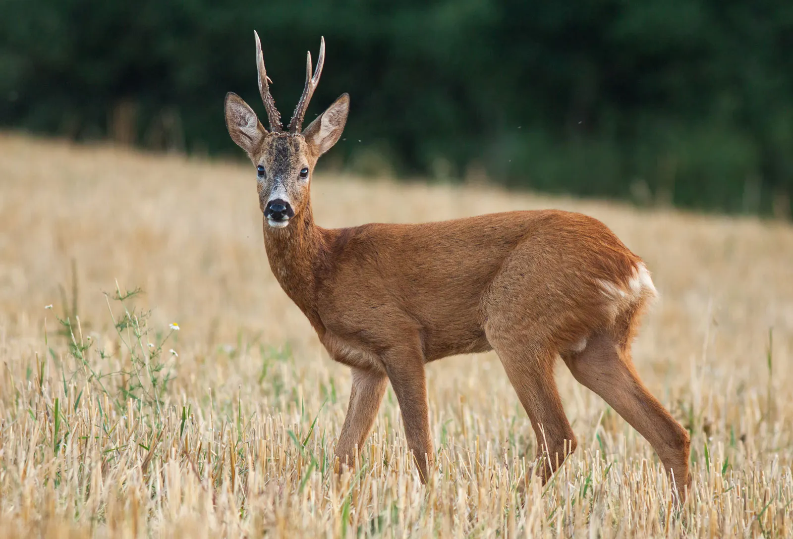 Animales peligrosos en Kansas: mire a su alrededor y explore