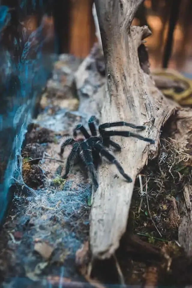 Animales peligrosos en Bolivia: mira a tu alrededor y explora