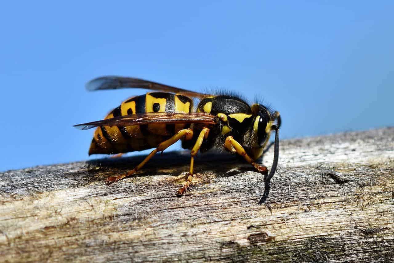 Animales peligrosos en Kansas: mire a su alrededor y explore