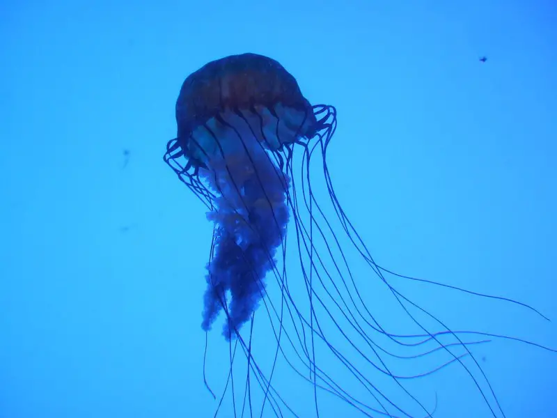 Animales peligrosos en Filipinas: 11 criaturas mortales