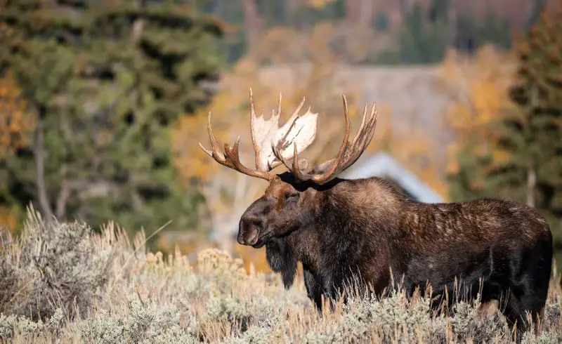 Animales peligrosos en Finlandia: mire a su alrededor y explore