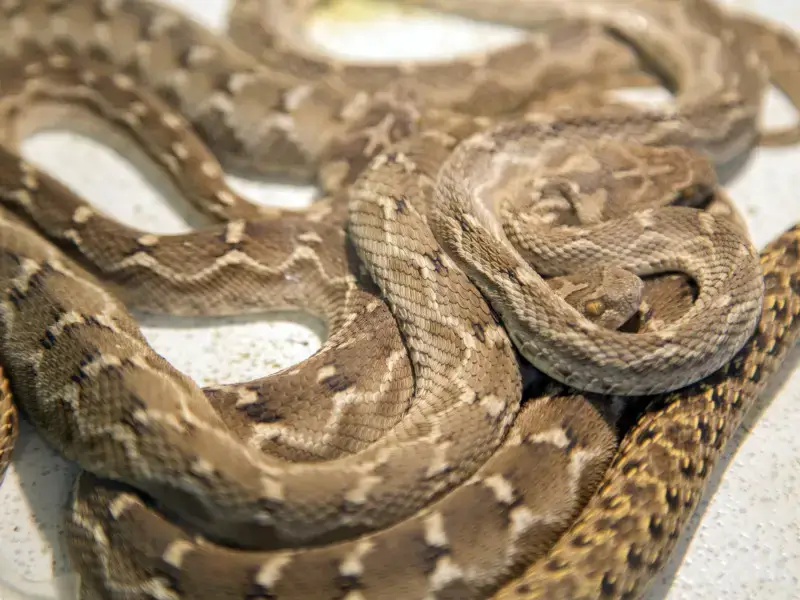 Animales peligrosos en Irán: 7 especies aterradoras