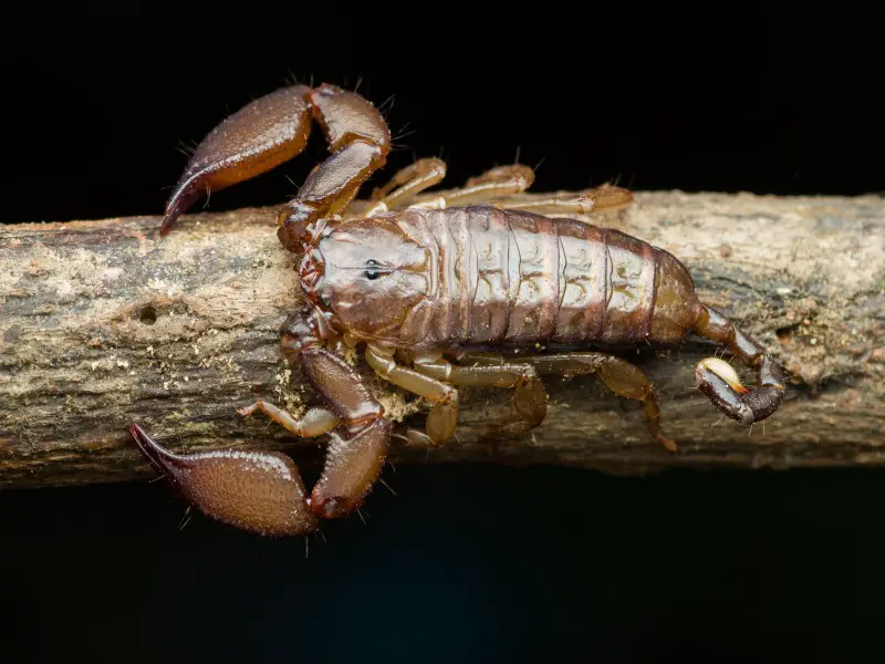 Animales peligrosos en Madagascar: 7 especies a evitar