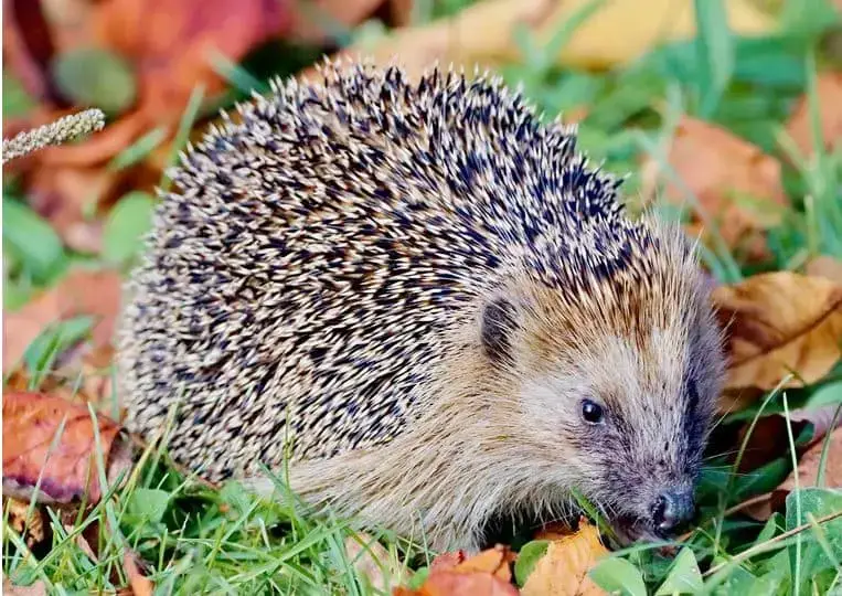 ¿Cuáles son los animales peligrosos en Alaska?