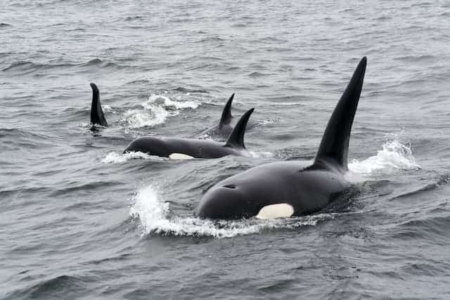 Animales peligrosos en el Reino Unido