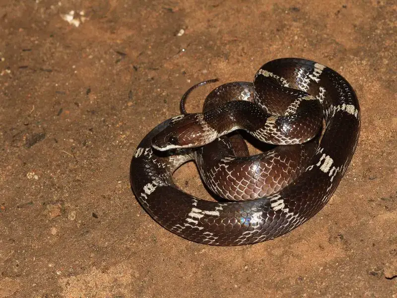 Evite estos 7 animales más peligrosos en las Maldivas