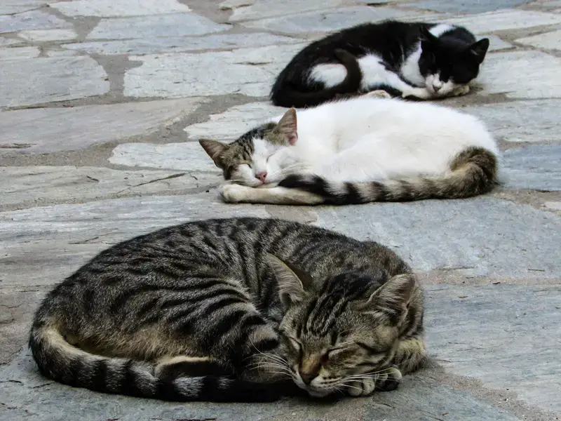 Gatos callejeros en Grecia y cómo puedes adoptar uno