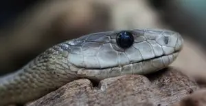 Las 11 serpientes más peligrosas de Tailandia