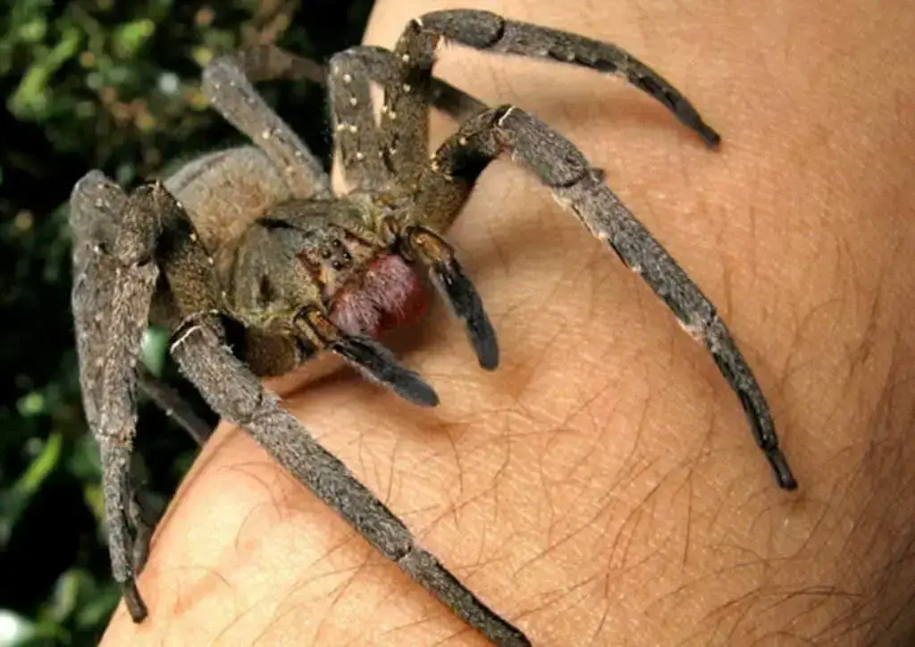 Las 7 arañas más peligrosas de Costa Rica[4th one is Deadliest]