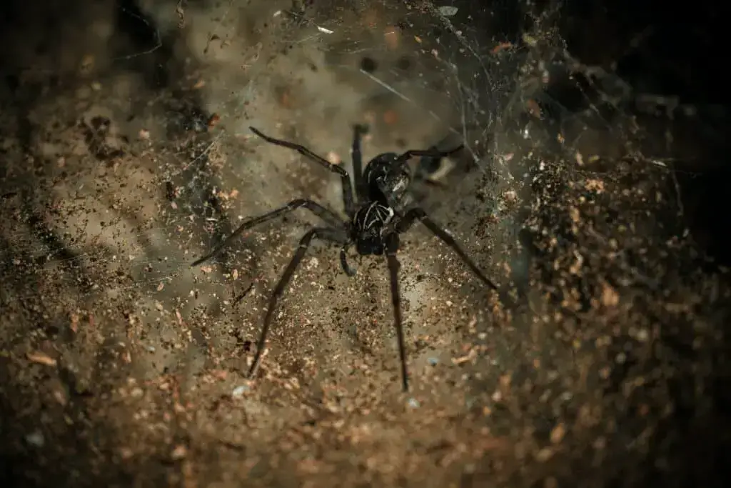 Las 7 arañas más peligrosas de Costa Rica[4th one is Deadliest]
