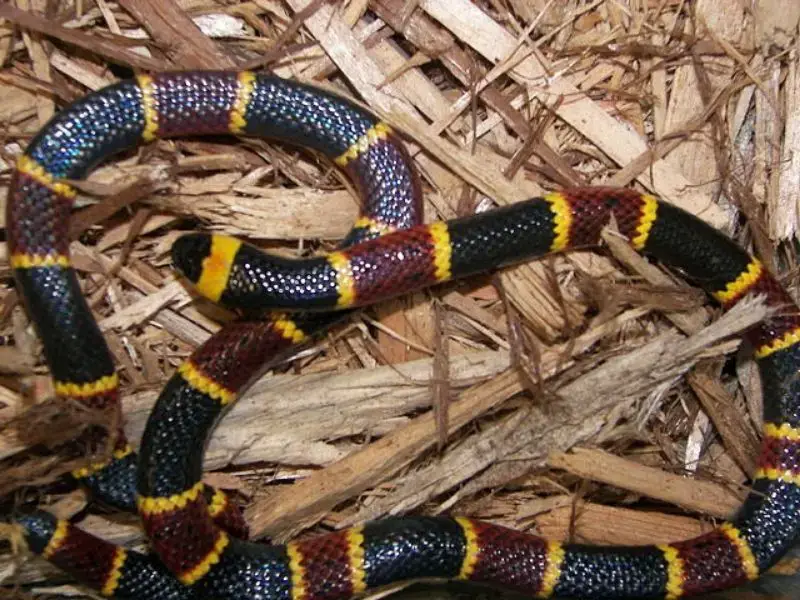 Las 7 serpientes más venenosas de Texas: Especies mortales a evitar