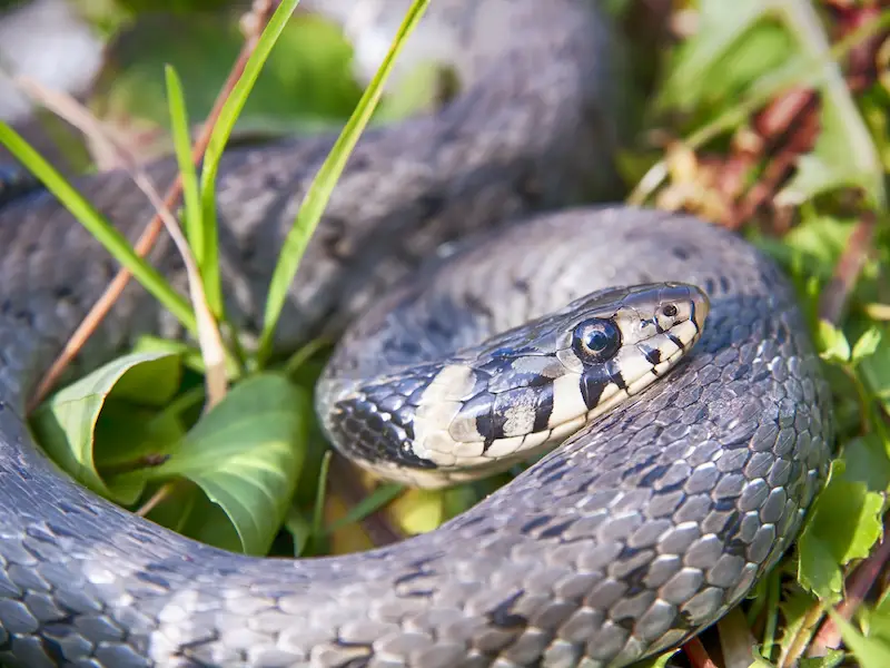 Las serpientes más peligrosas de Japón: 7 especies a evitar Las serpientes más peligrosas de Japón: 7 especies a evitar