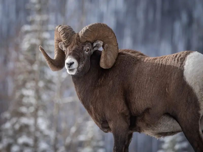 Los 10 animales más peligrosos de Colorado de los que debes tener cuidado
