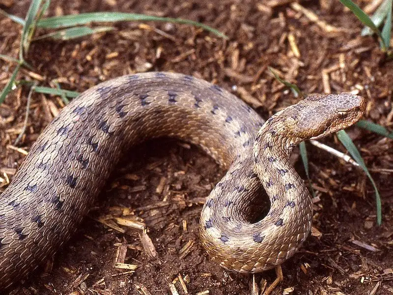 Los 11 animales más aterradores y peligrosos de Francia Los 11 animales más aterradores y peligrosos de Francia