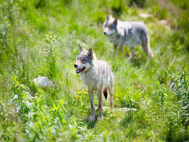 Los 7 animales más aterradores y peligrosos de Austria