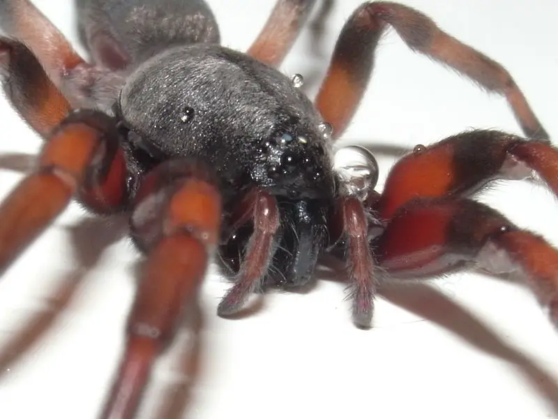 Los 11 animales más peligrosos de Nueva Zelanda: los principales asesinos mortales