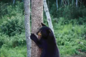 Los 11 animales más peligrosos de Oregón: vida silvestre de la costa oeste