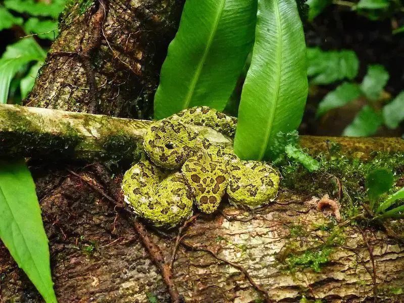Los 11 animales más peligrosos que puede encontrar en Costa Rica Los 11 animales más peligrosos que puede encontrar en Costa Rica