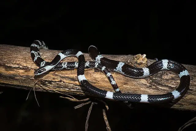 Los 15 animales más peligrosos que puedes encontrar en Tailandia Los 15 animales más peligrosos que puedes encontrar en Tailandia