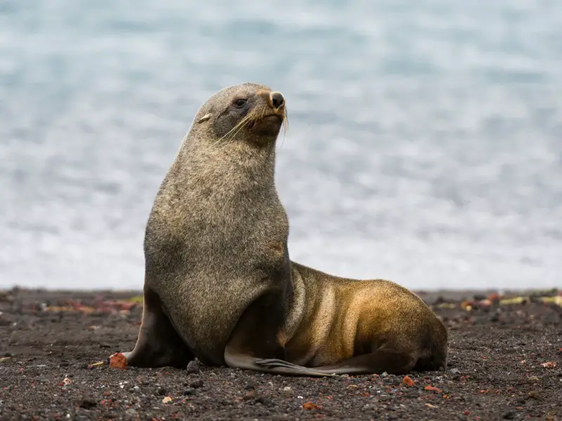 Los 6 animales más peligrosos de la Antártida Los 6 animales más peligrosos de la Antártida