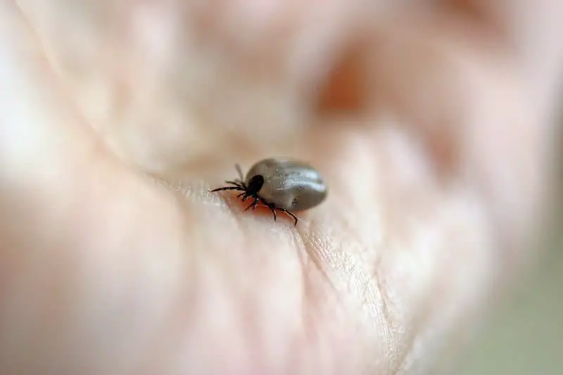 Los 6 animales más peligrosos del Reino Unido: exploración de la vida salvaje mortal
