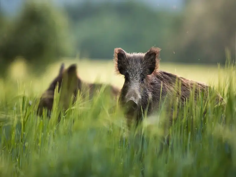 Los 9 animales más peligrosos de Rusia: osos y grandes felinos