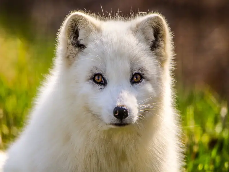Los 7 animales más aterradores y peligrosos de Islandia