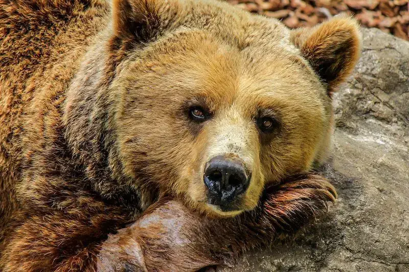 Los 7 animales más peligrosos de Alaska: el desierto de Alaska