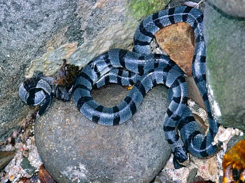 Los 7 animales más peligrosos de Camboya: fauna mortal