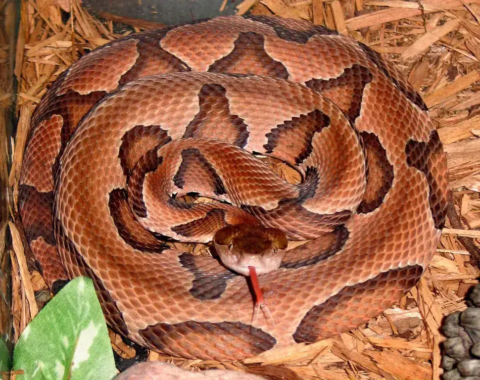 Los 7 animales más peligrosos de Ohio: exploración de la vida salvaje mortal Los 7 animales más peligrosos de Ohio: exploración de la vida salvaje mortal