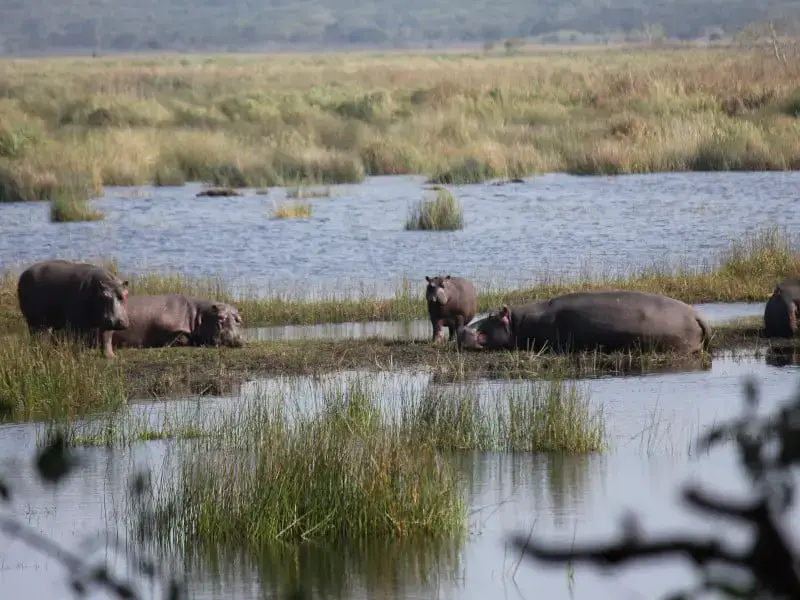 Los 7 animales más peligrosos de Sudáfrica que debes conocer