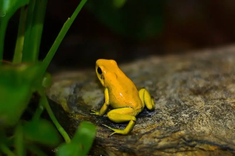 Los 7 animales más peligrosos del Perú: Los animales más letales Los 7 animales más peligrosos del Perú: Los animales más letales