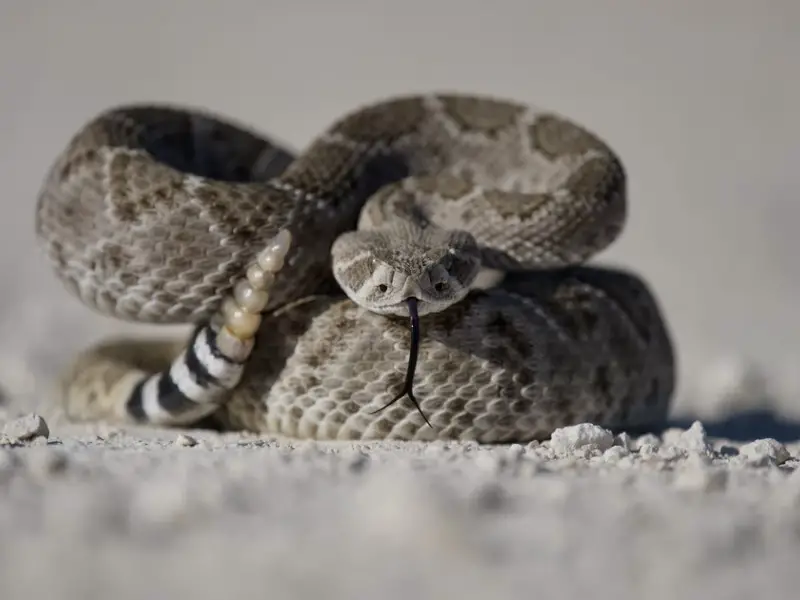 Los 7 animales más peligrosos en Oklahoma para evitar
