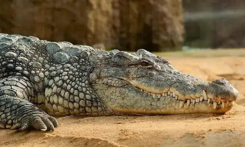 Los 7 animales más peligrosos encontrados en la isla de Madagascar