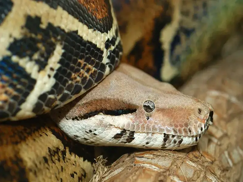 Los 7 animales más peligrosos que puedes encontrar en El Salvador