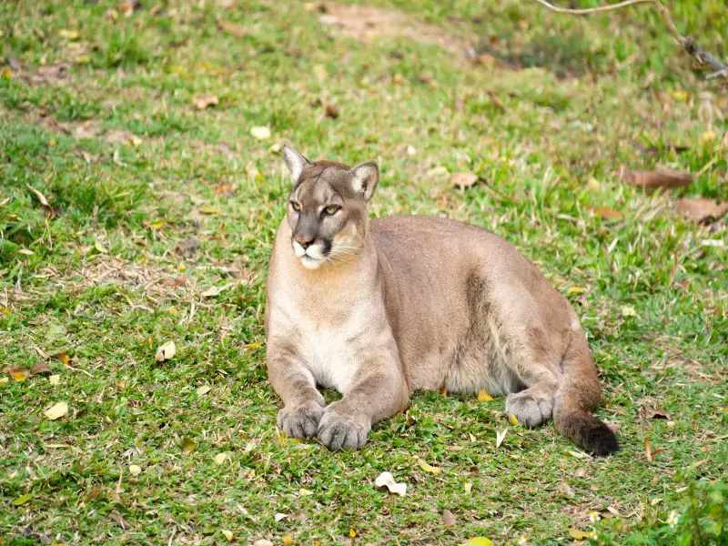 Los 7 animales y criaturas más peligrosas encontradas en Chile