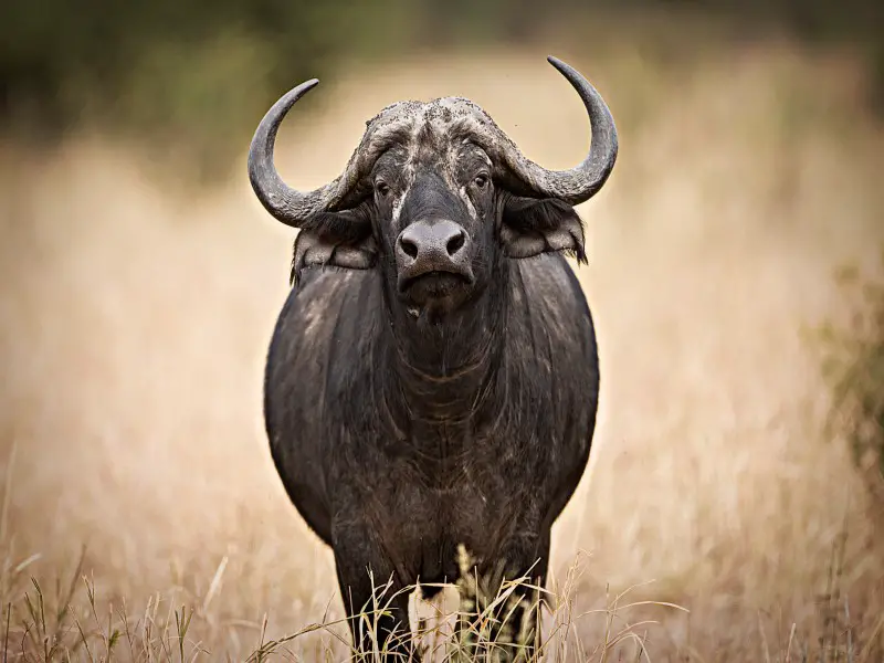 Los 9 animales más aterradores y peligrosos de Kenia
