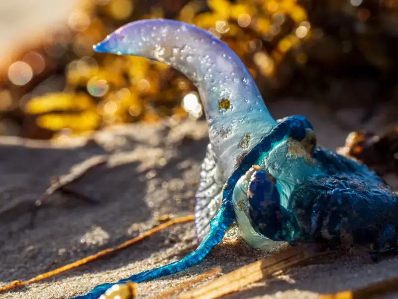 Los 9 animales más aterradores y peligrosos encontrados en Fiji